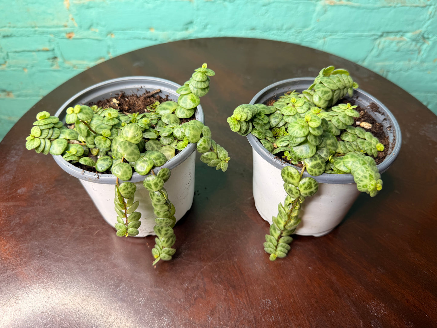 String of turtles 4” (Peperomia)
