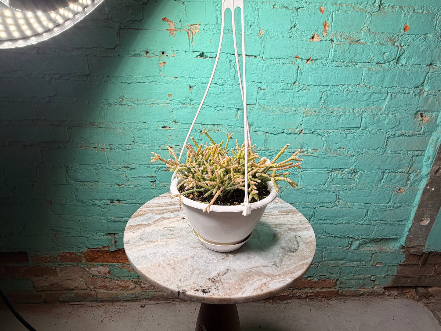 Rhipsalis Pilocarpa 6” basket