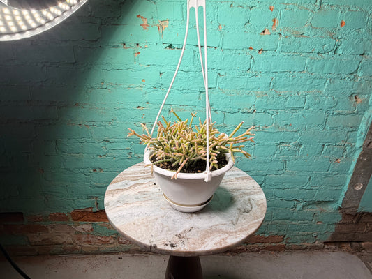 Rhipsalis Pilocarpa 6” basket