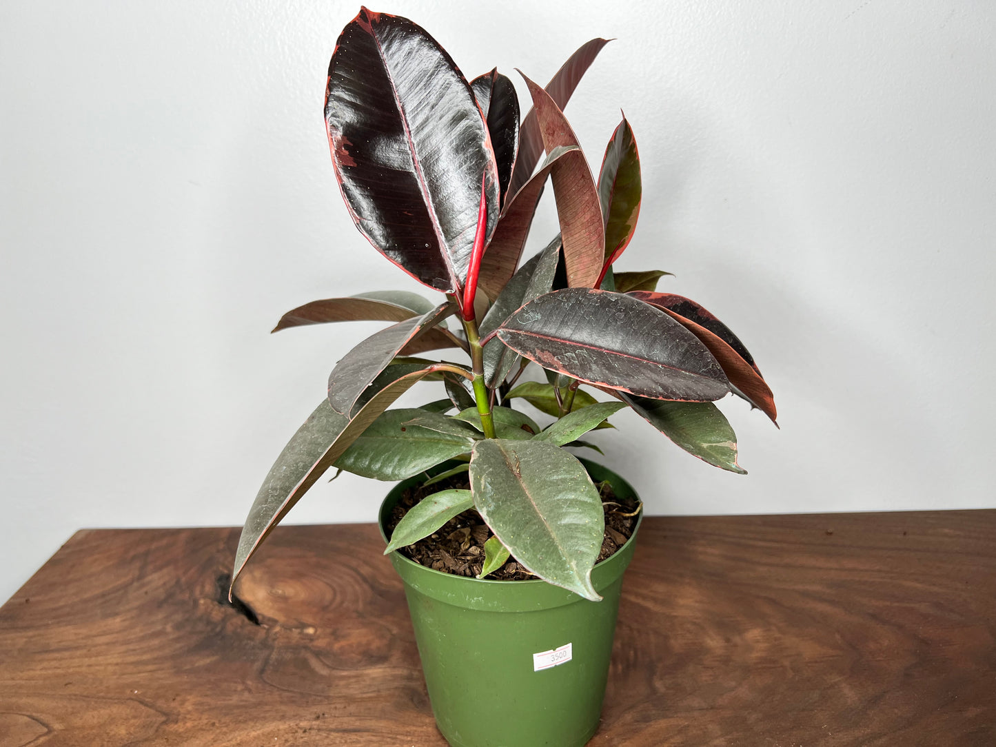 Rubber Plant-Ruby variegated 6”