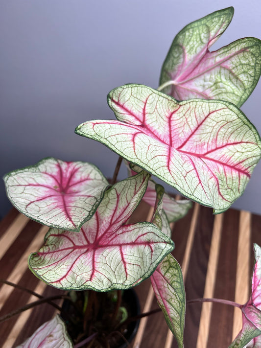 Caladiums Summer Breeze 4”