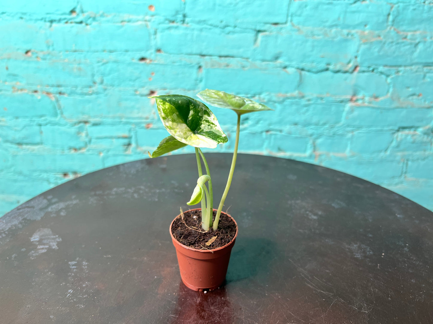 Alocasia Dragon Scale Albo 3”