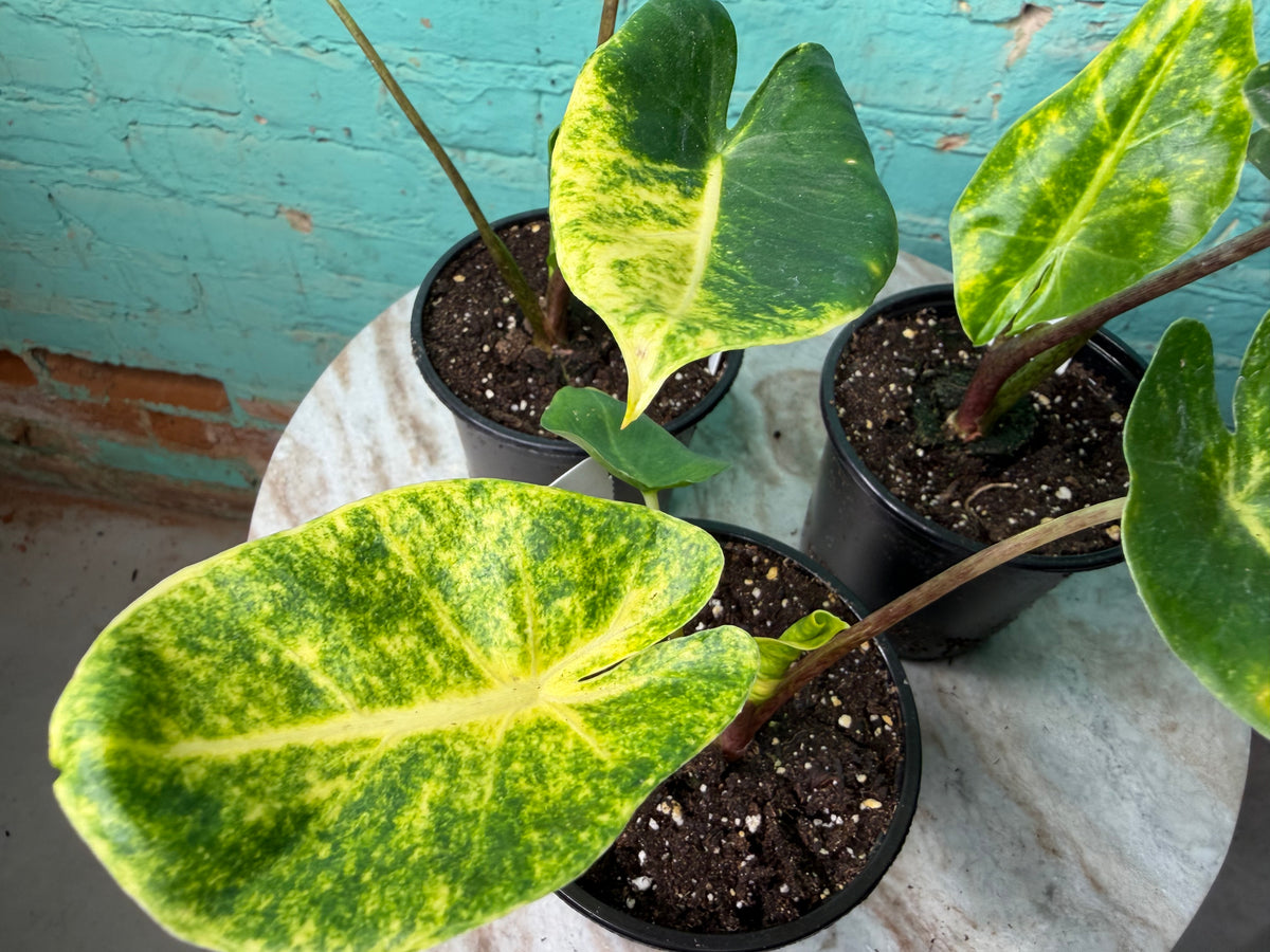 Alocasia New Guinea Gold 4”