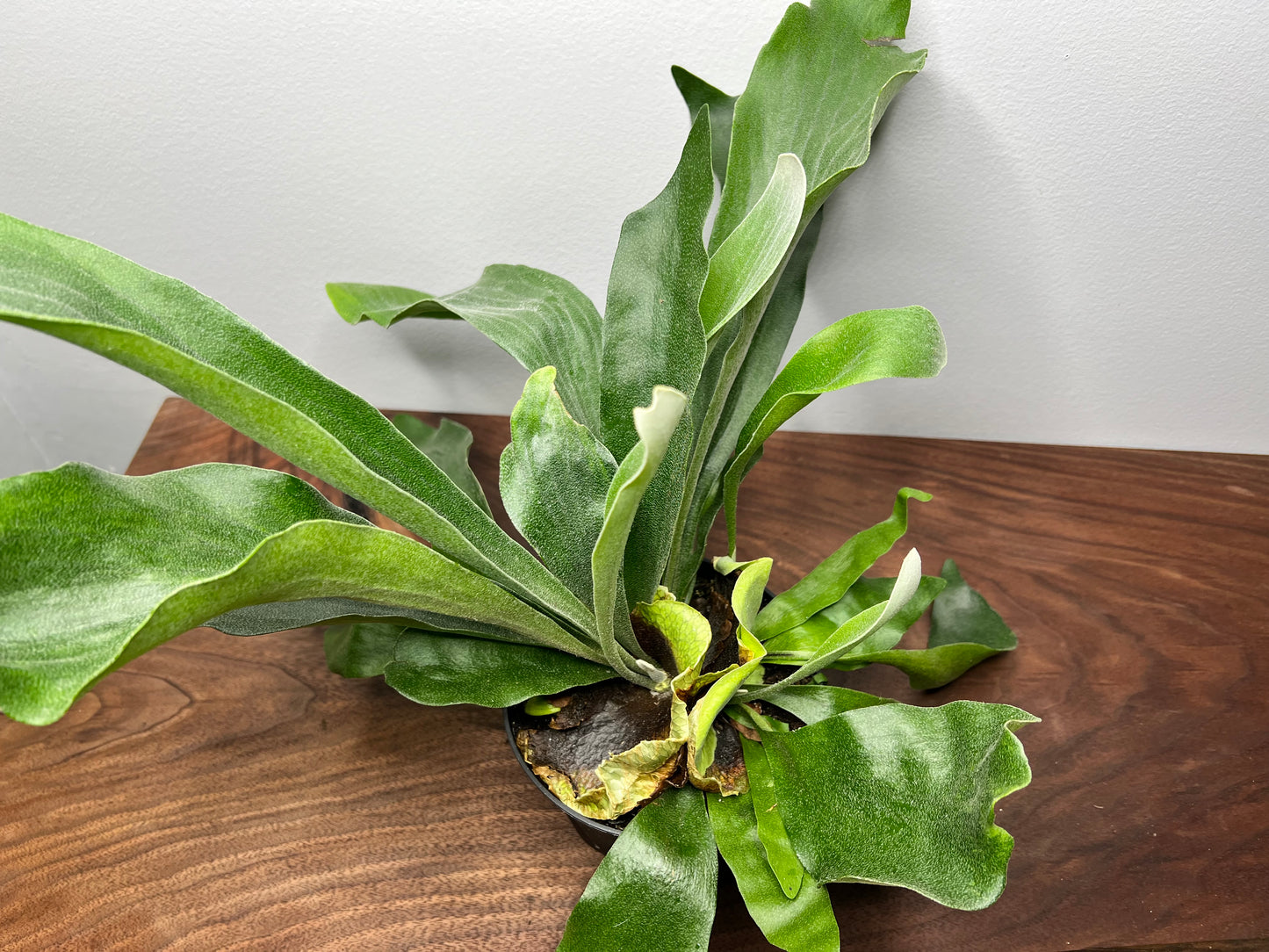 Staghorn fern 6”