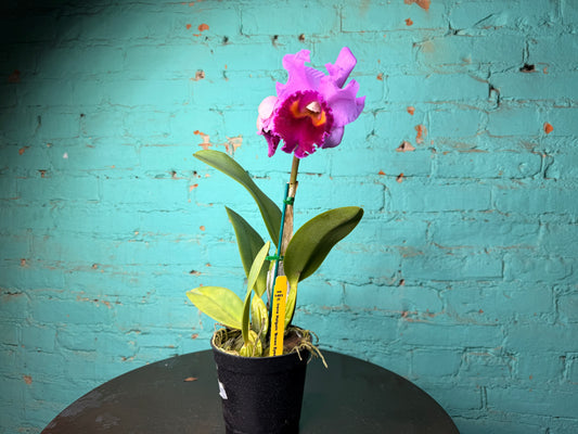 Cattleya Irene Holguin ‘Brown Eyes’ Orchid