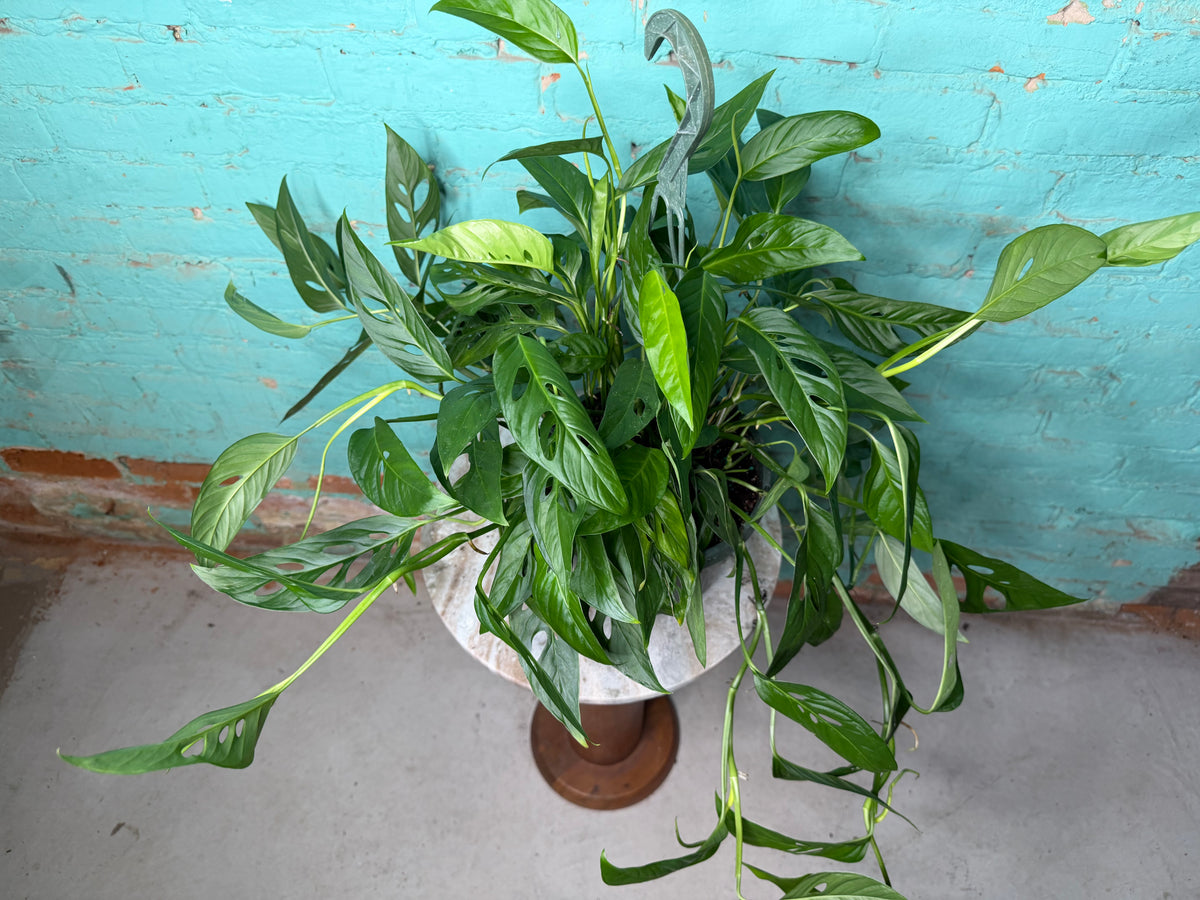 Monstera Adansonii ‘Swiss Cheese’ Wide Form 8” basket