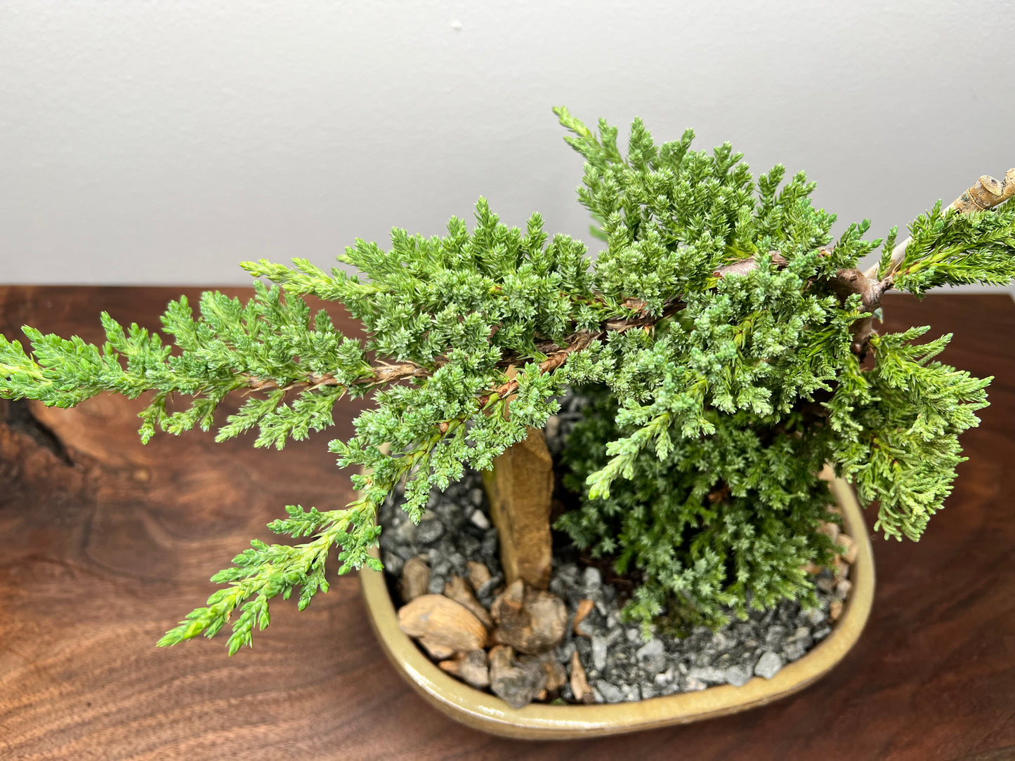 Bonsai tree 10” (5 year old)