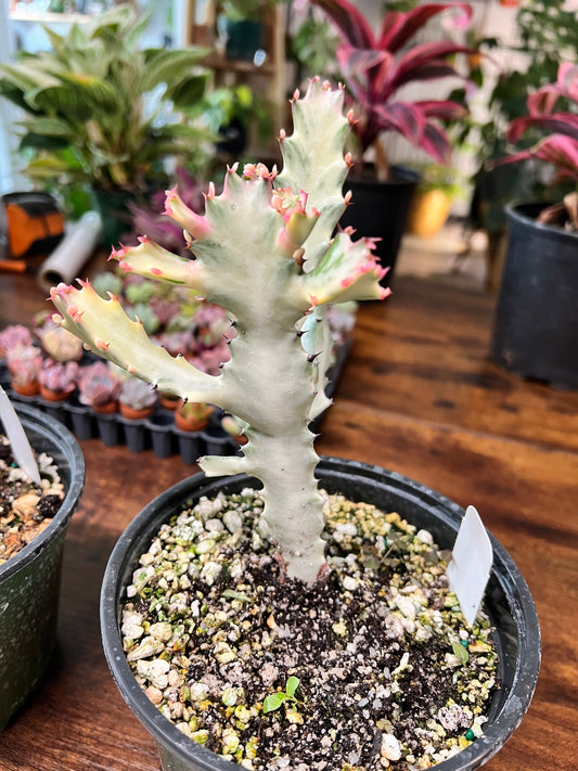 Euphorbia Trigonia Variegated 6”
