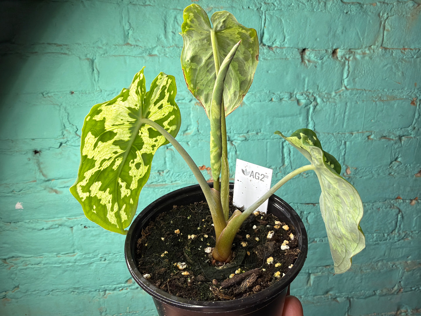 Alocasia Hilo Beauty 4”