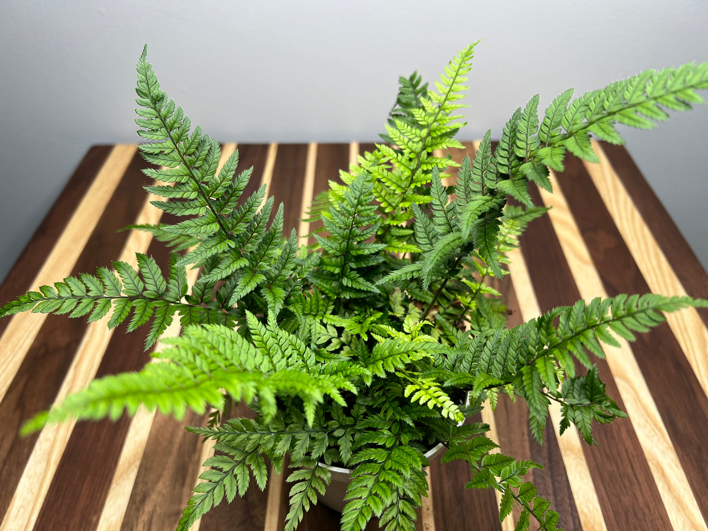 Rabbit foot fern 4”