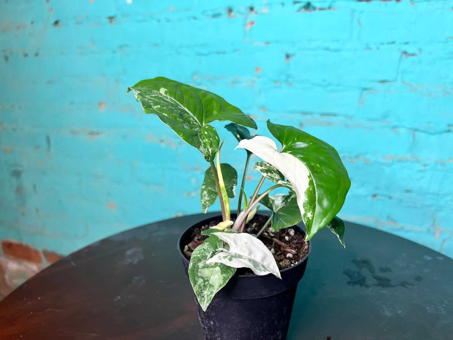 Syngonium Albo