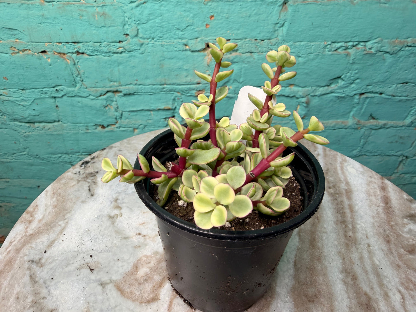 Portulacaria afra ‘Elephant Bush’ Variegated 4”