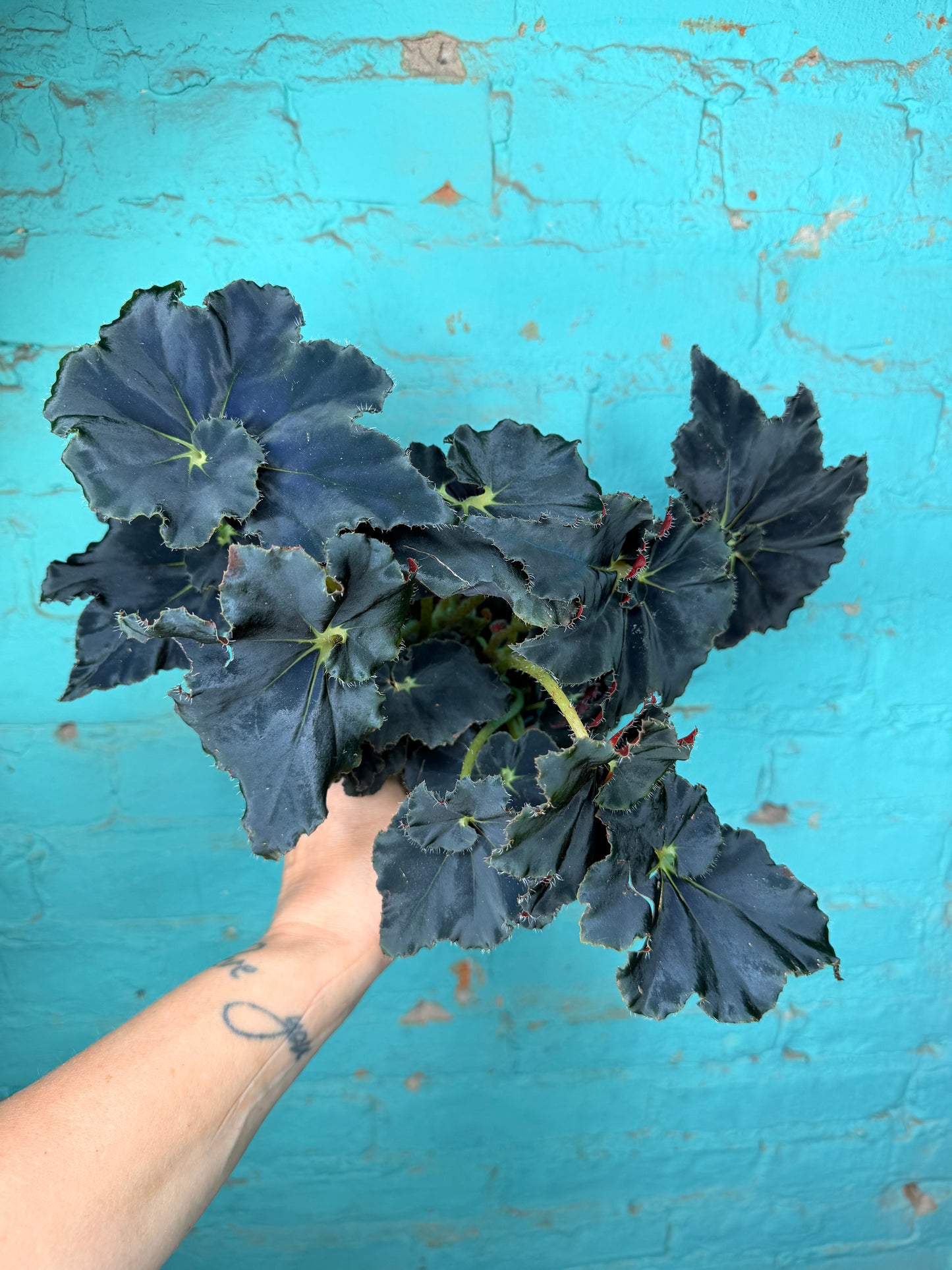 Begonia Rex “Zanzibar” 4”