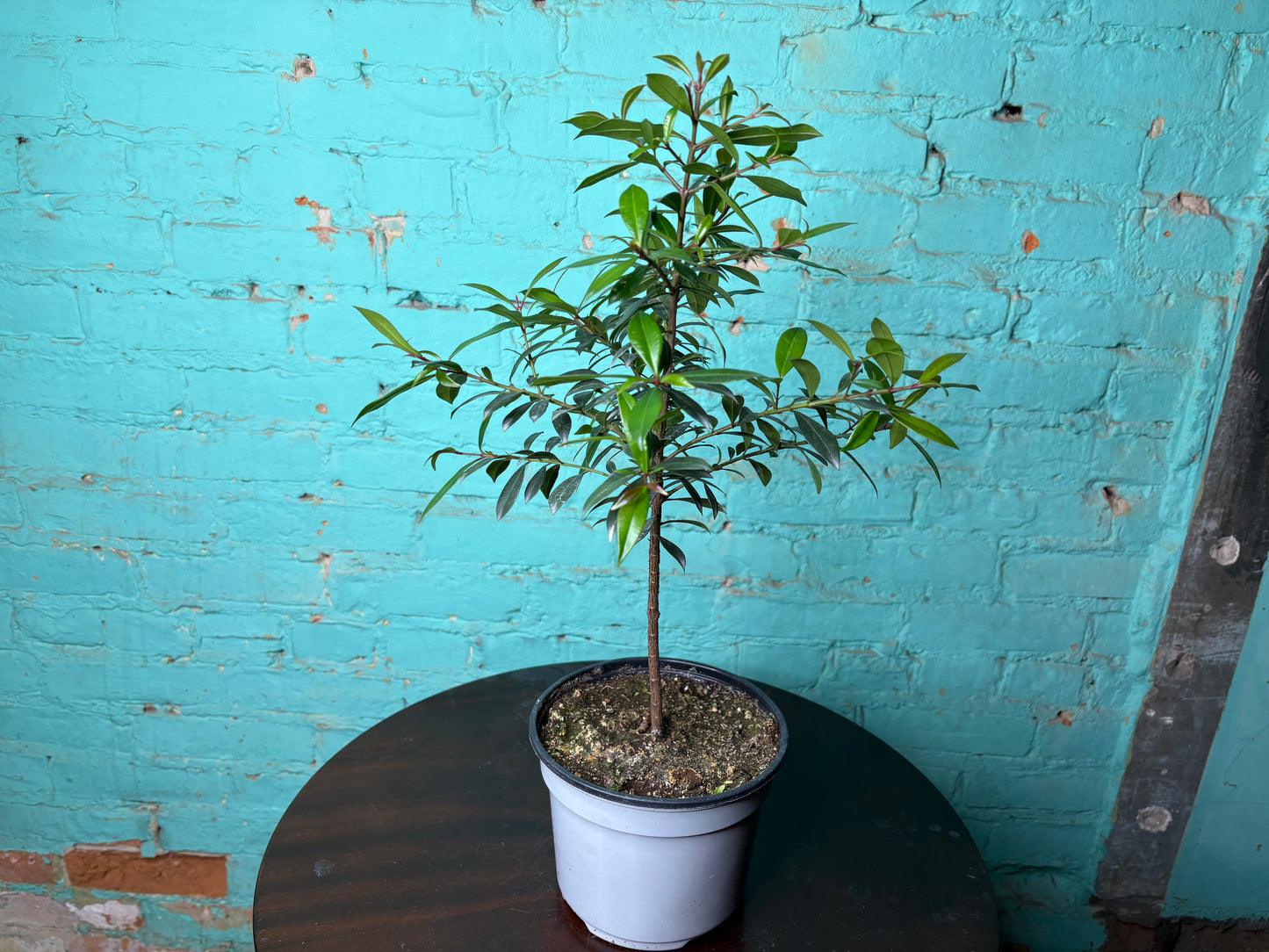 Magenta Cherry Tree 6”