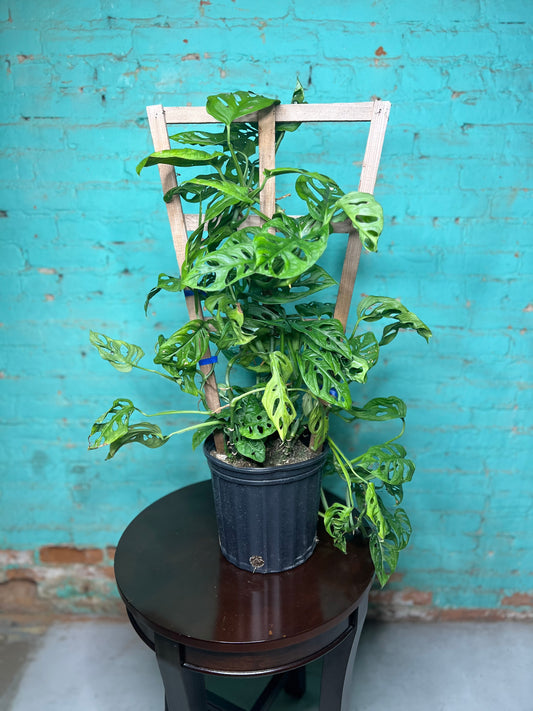 Monstera Swiss Cheese Trellis 10”