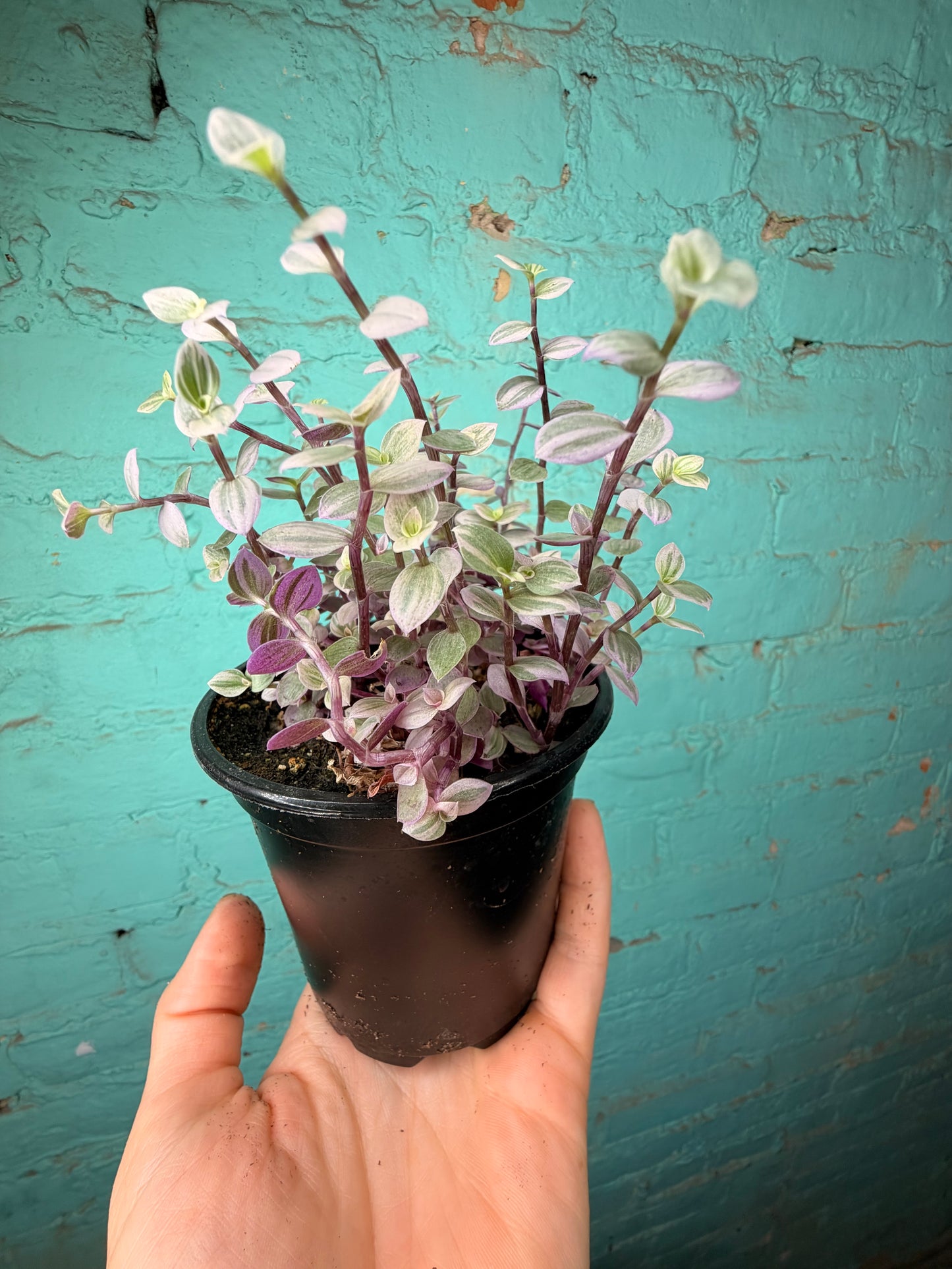 Pink Panther Bolivian Jew- Callisia