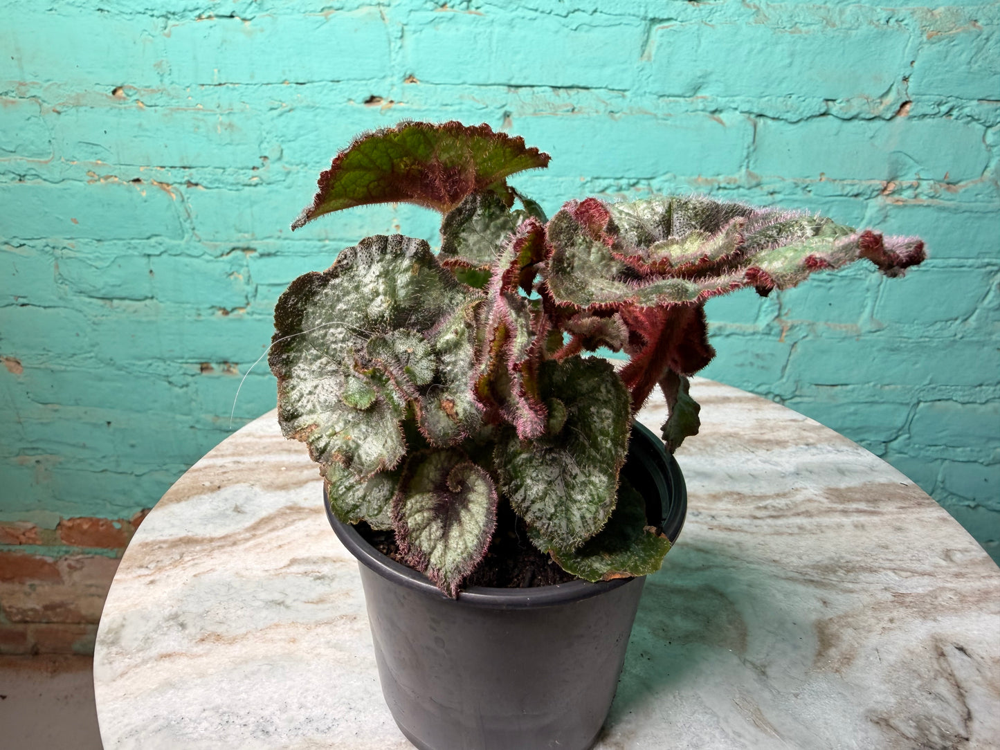 Begonia Escargot (curly)