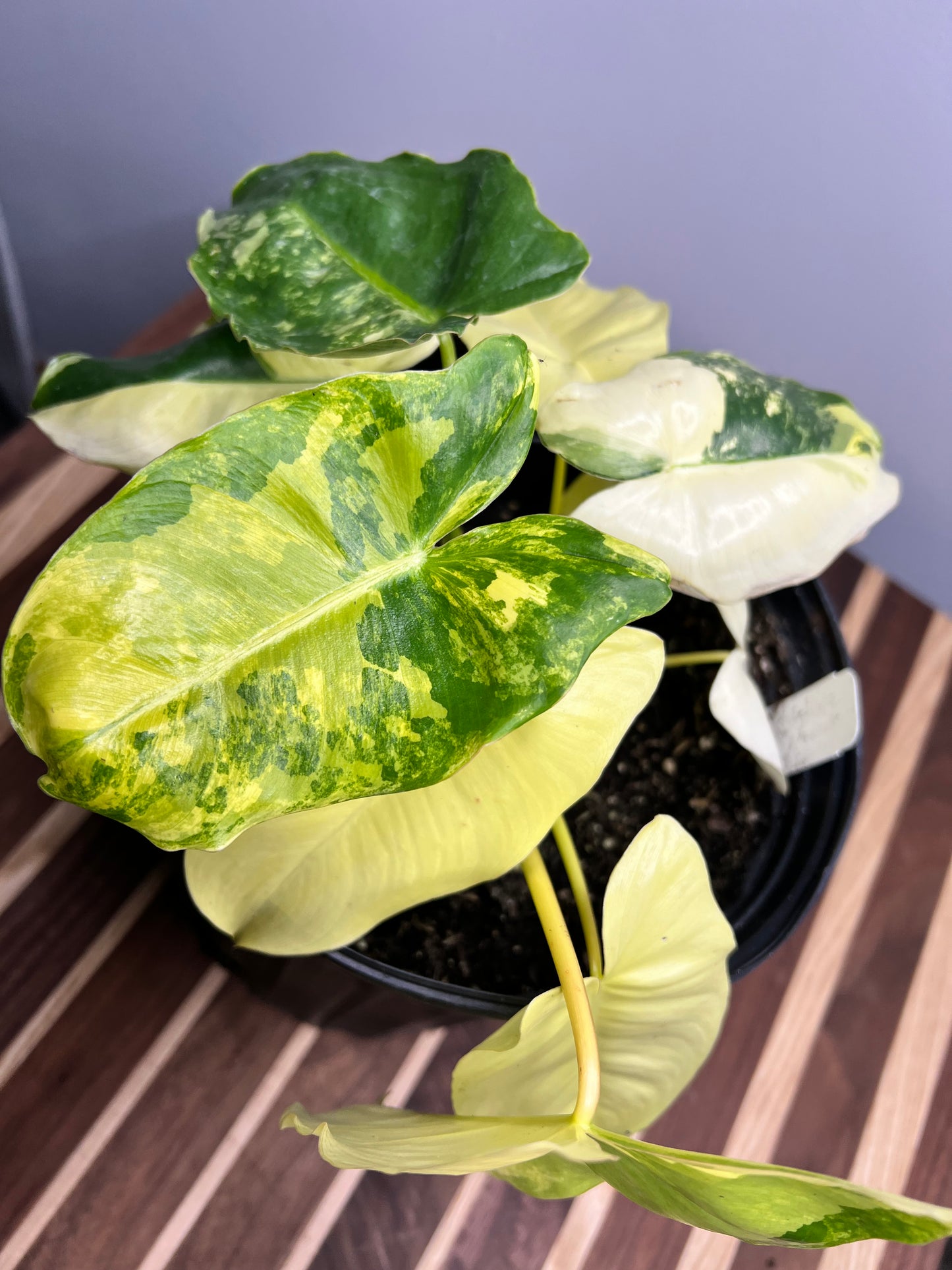 Philodendron Burle Marx Variegated 10”