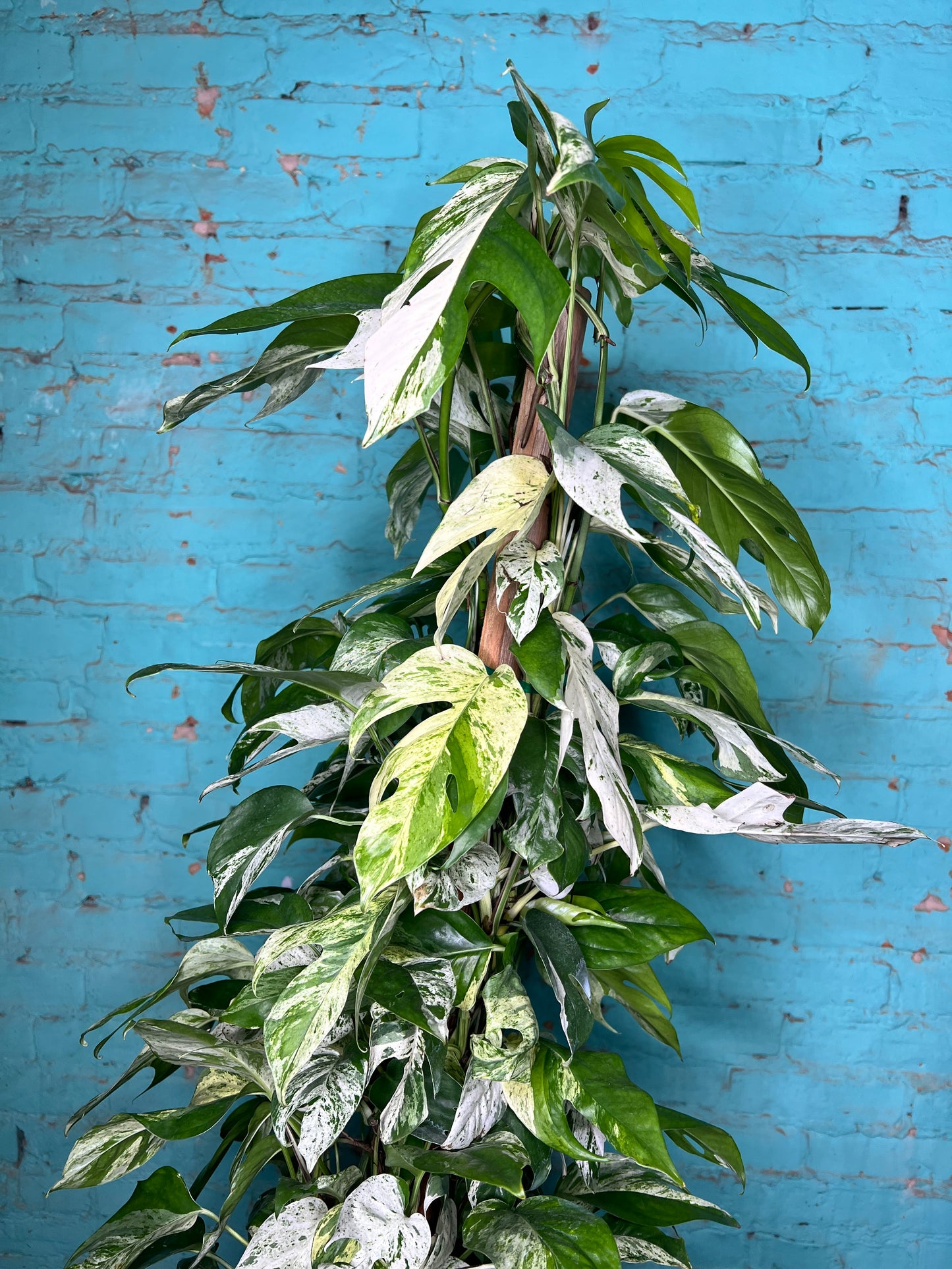 Epipremnum Pinnatum Marble Flame 10” totem