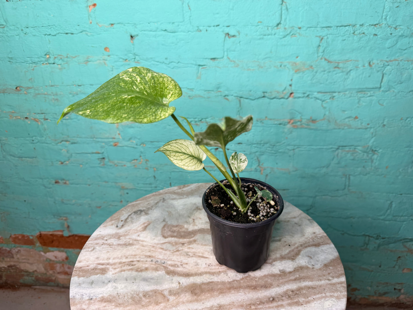 Monstera Deliciosa Mint 4”
