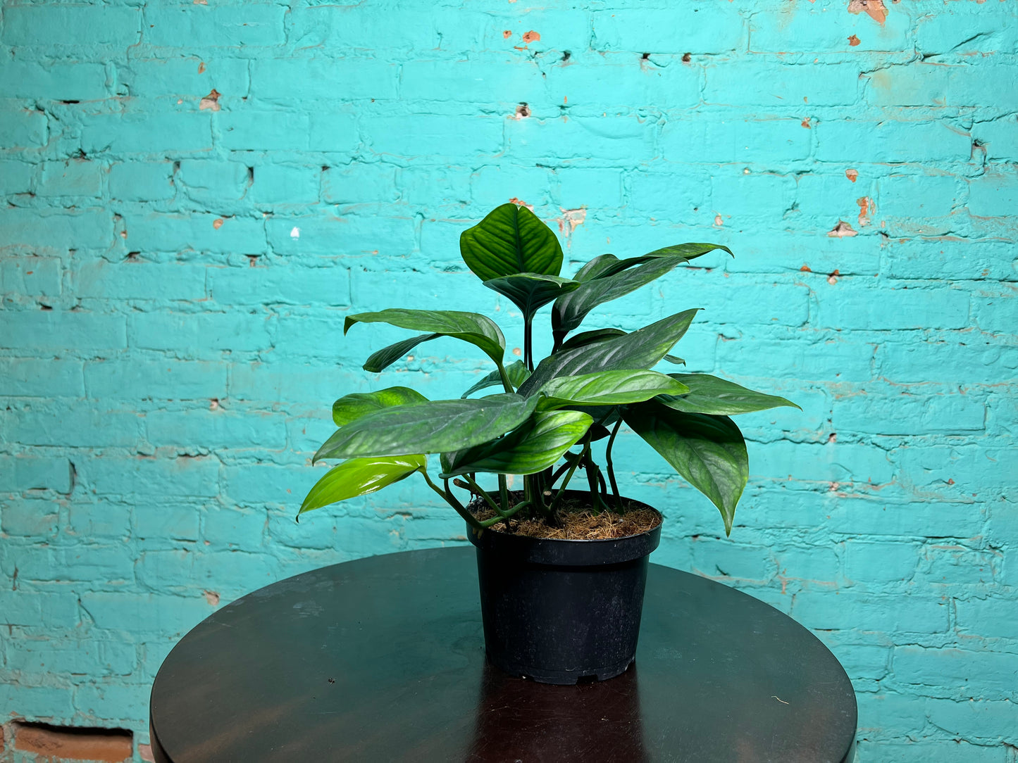 Monstera Black Onyx 6”