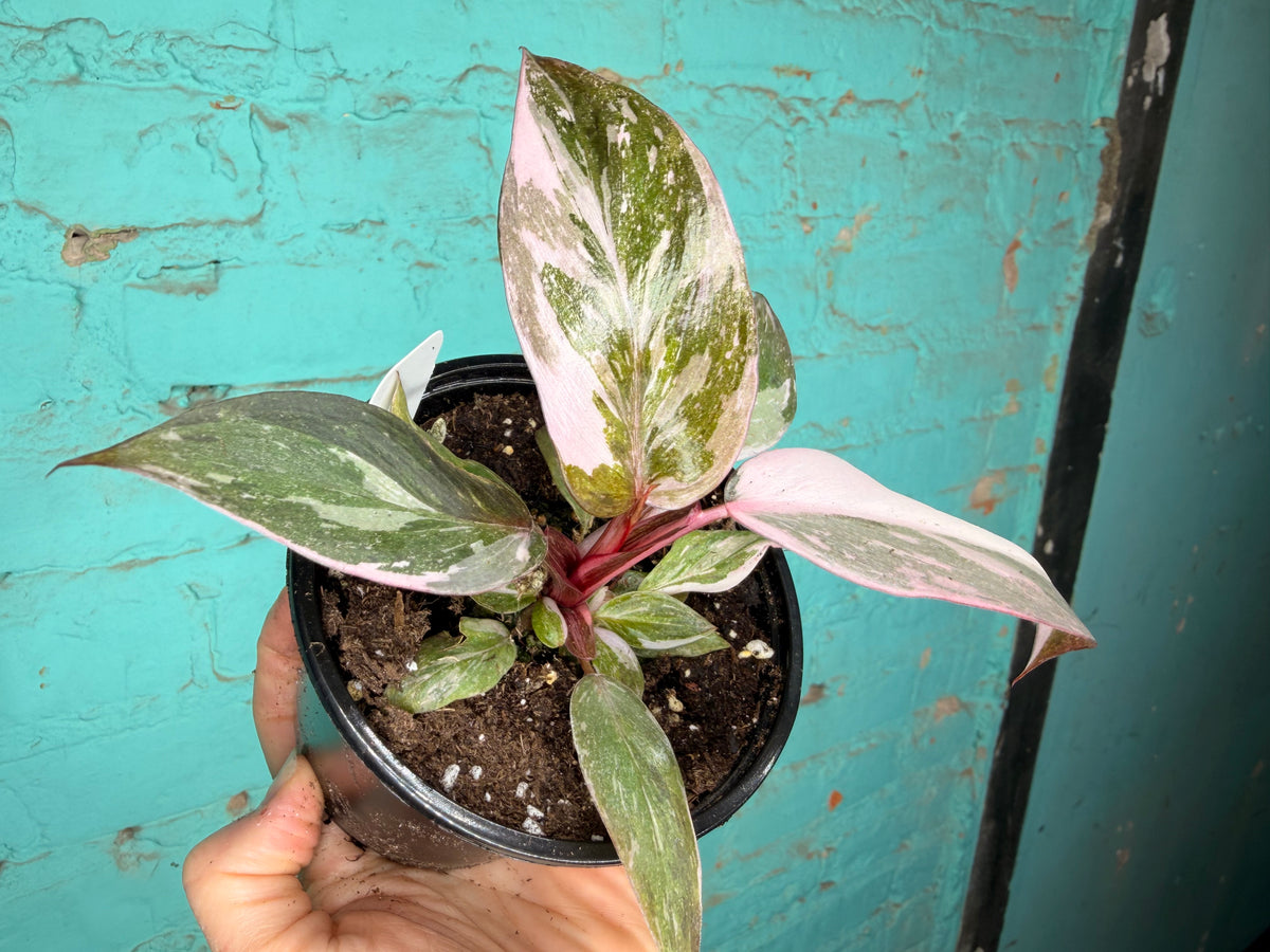 Philodendron Pink Marble Princess 4”