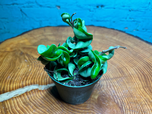 Hoya compacta 4”