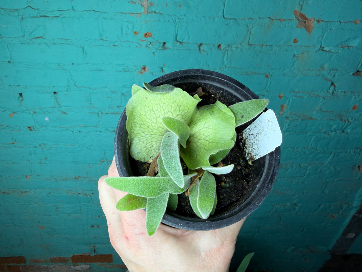 Platycerium Staghorn Silver 4”