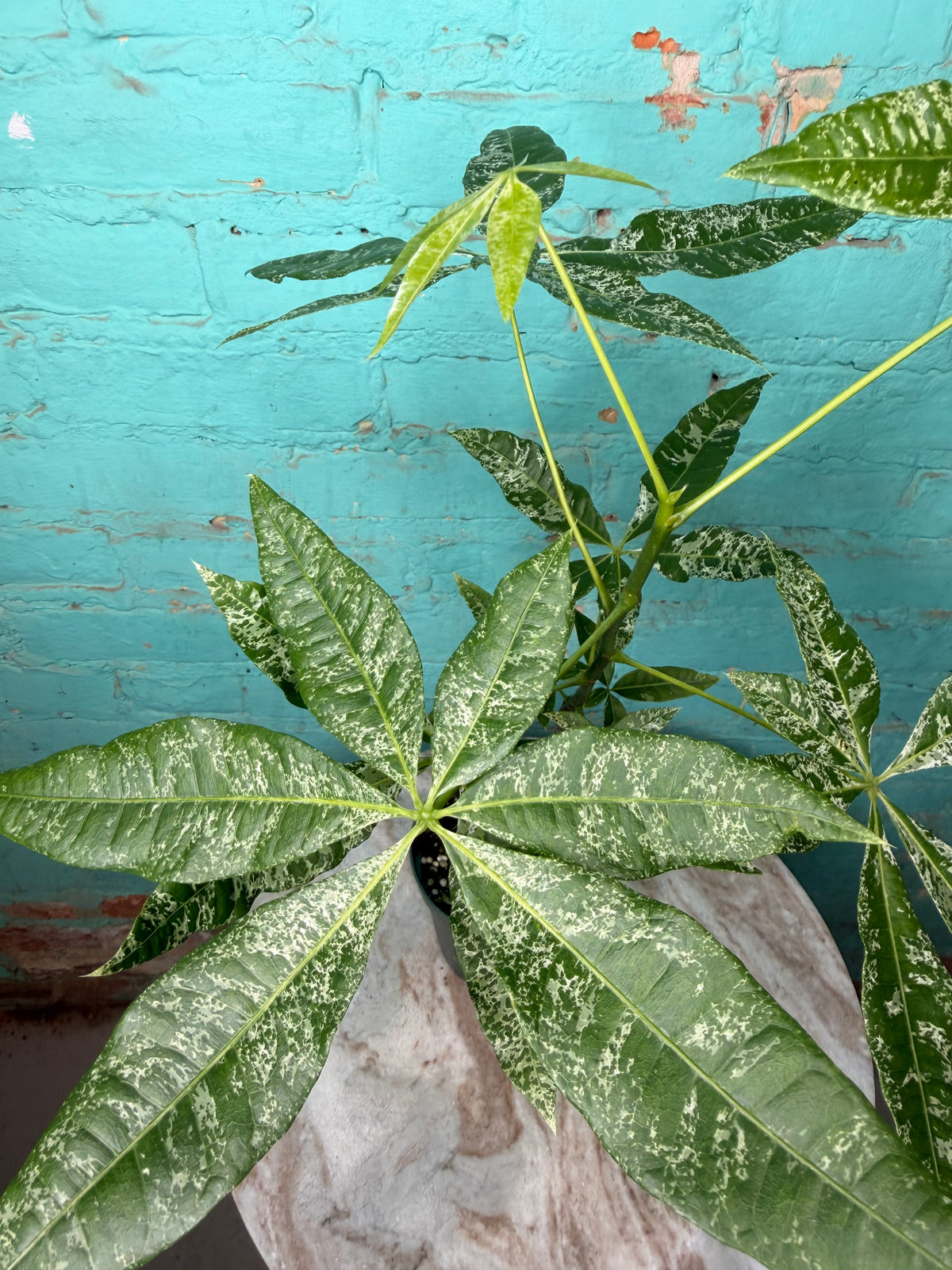 Money Tree Variegated 4”