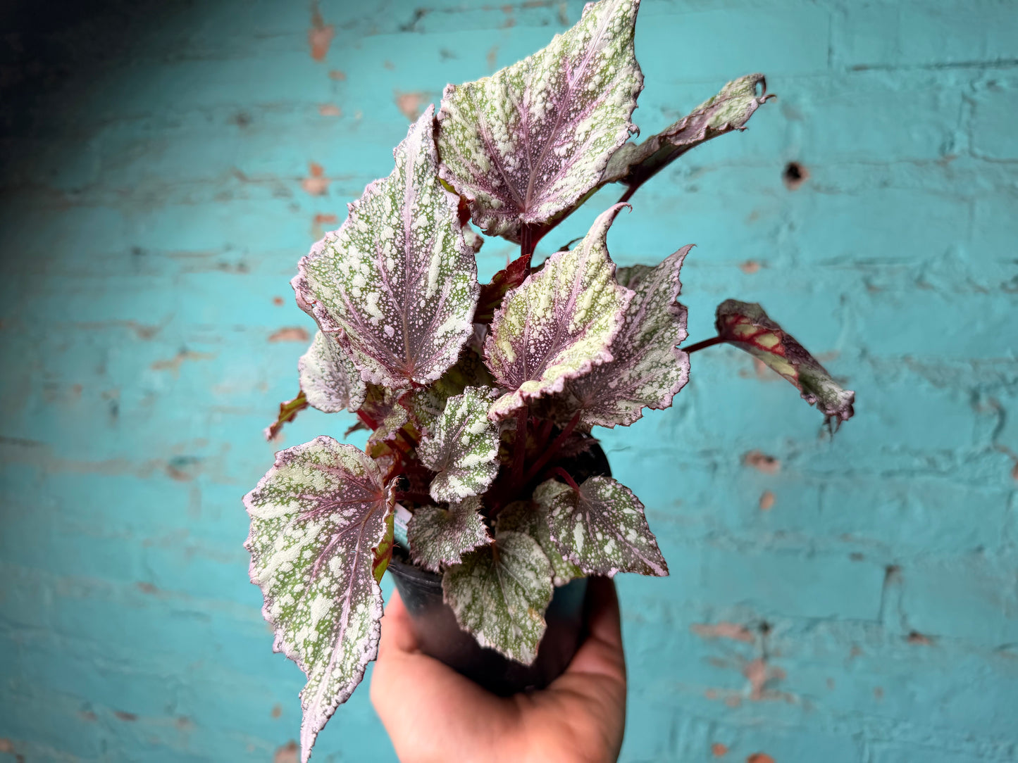 Begonia Rex “ShadowKing Rose Frost”