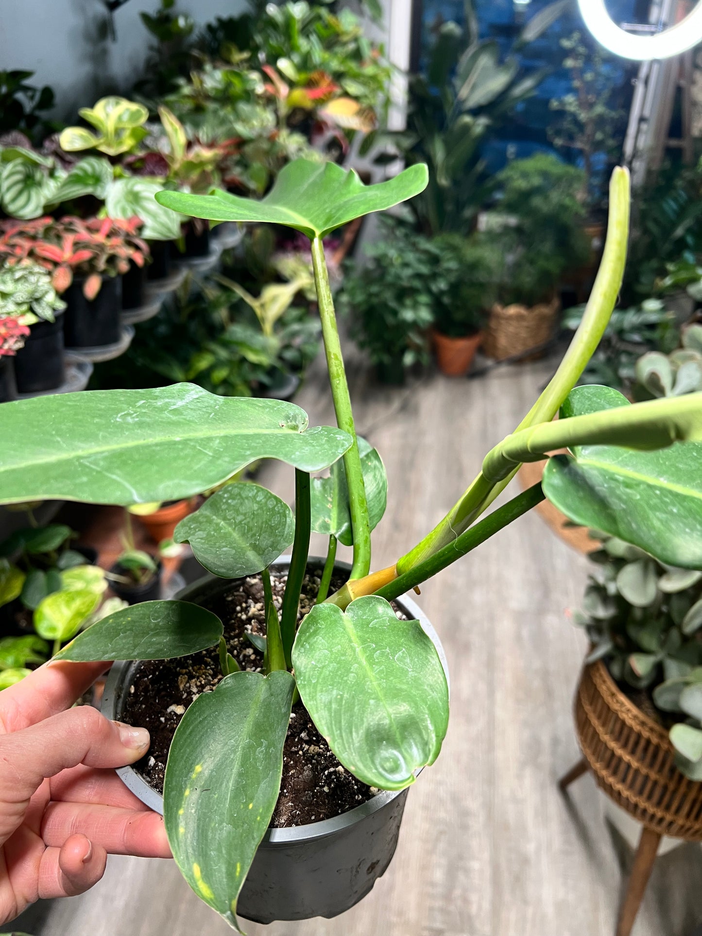 Philodendron Jerry Thorne 6”