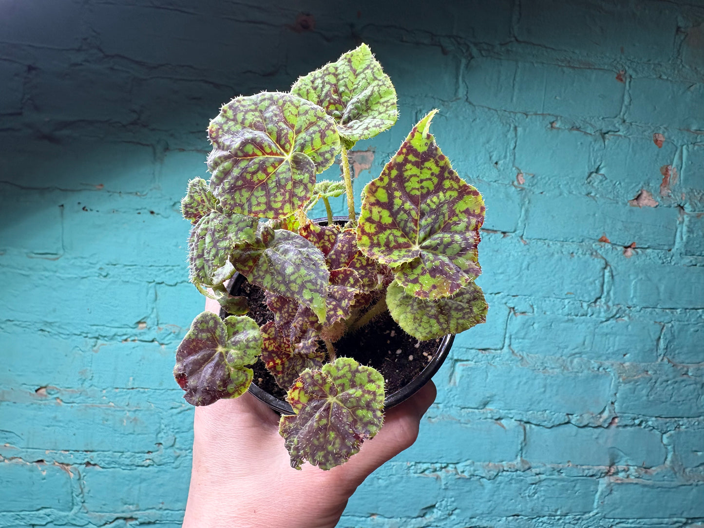 Begonia Rex “Vintage Love” 4”