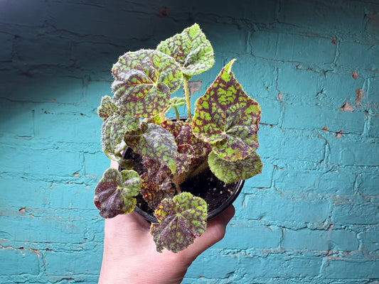 Begonia Rex “Vintage Love” 4”