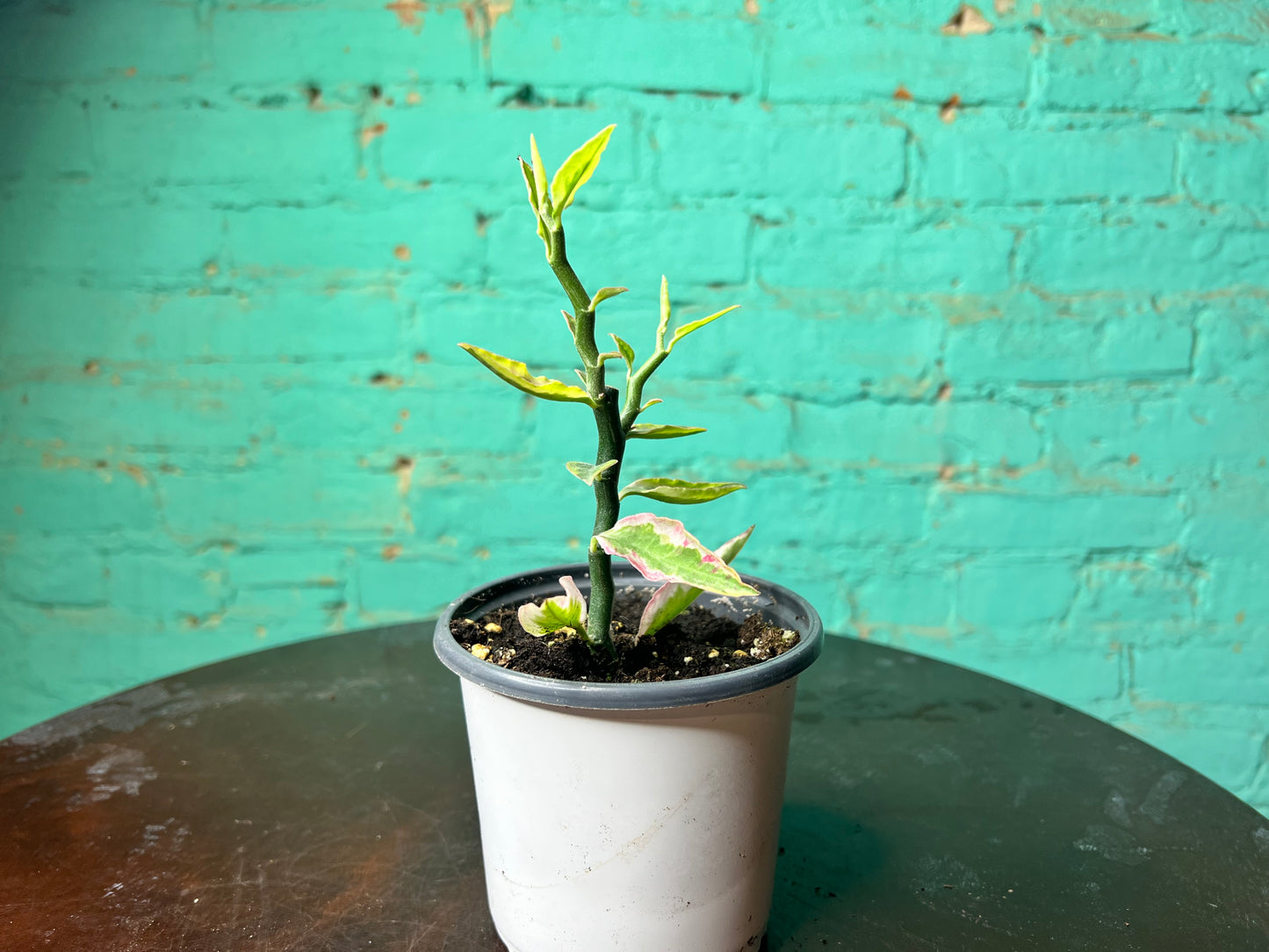 Pedilanthus Tithymaloides (Devil’s back Bone) Variegated 4”