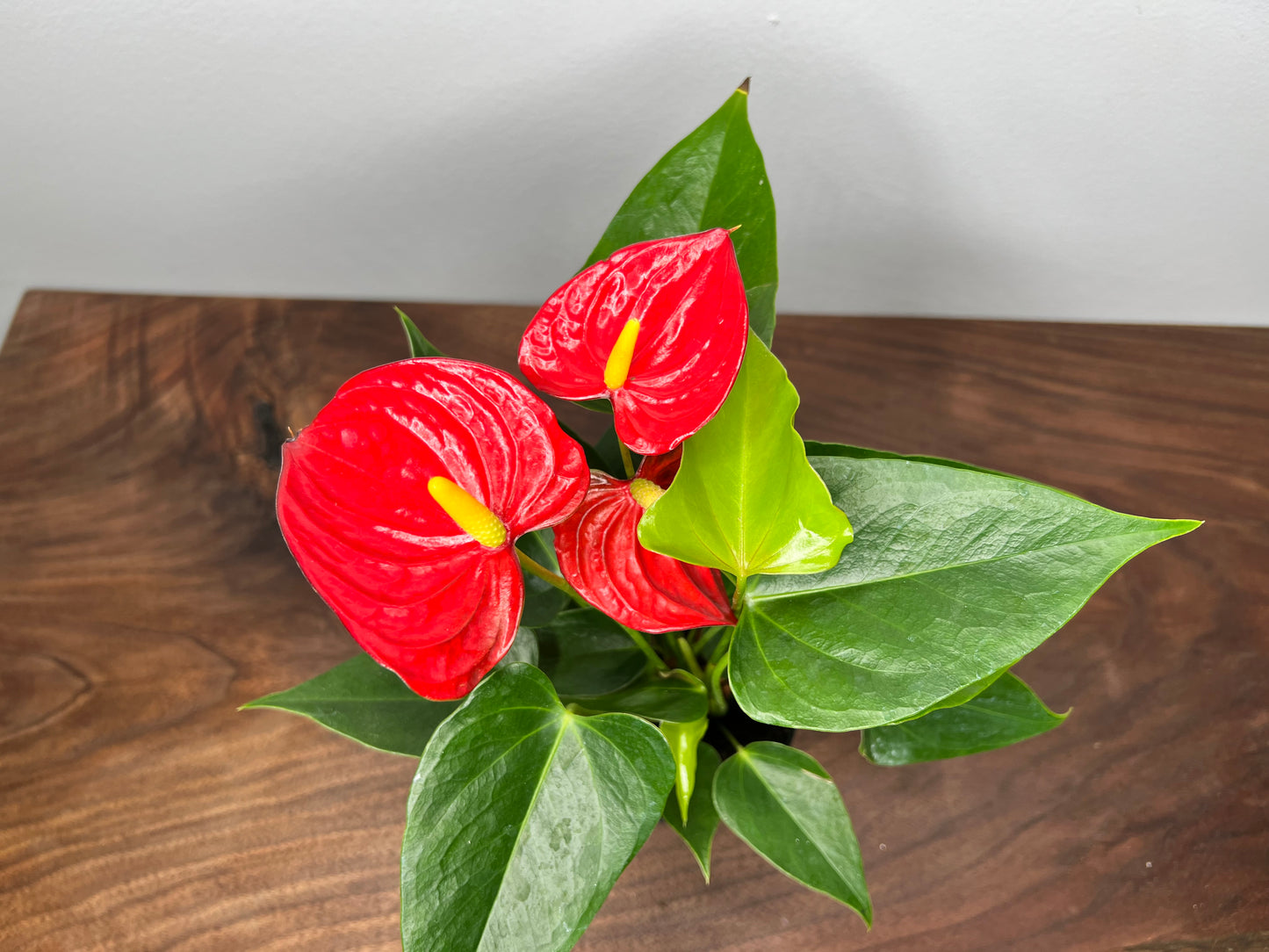 Anthurium 4”