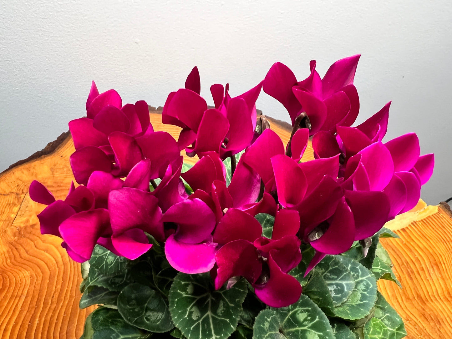 Cyclamen