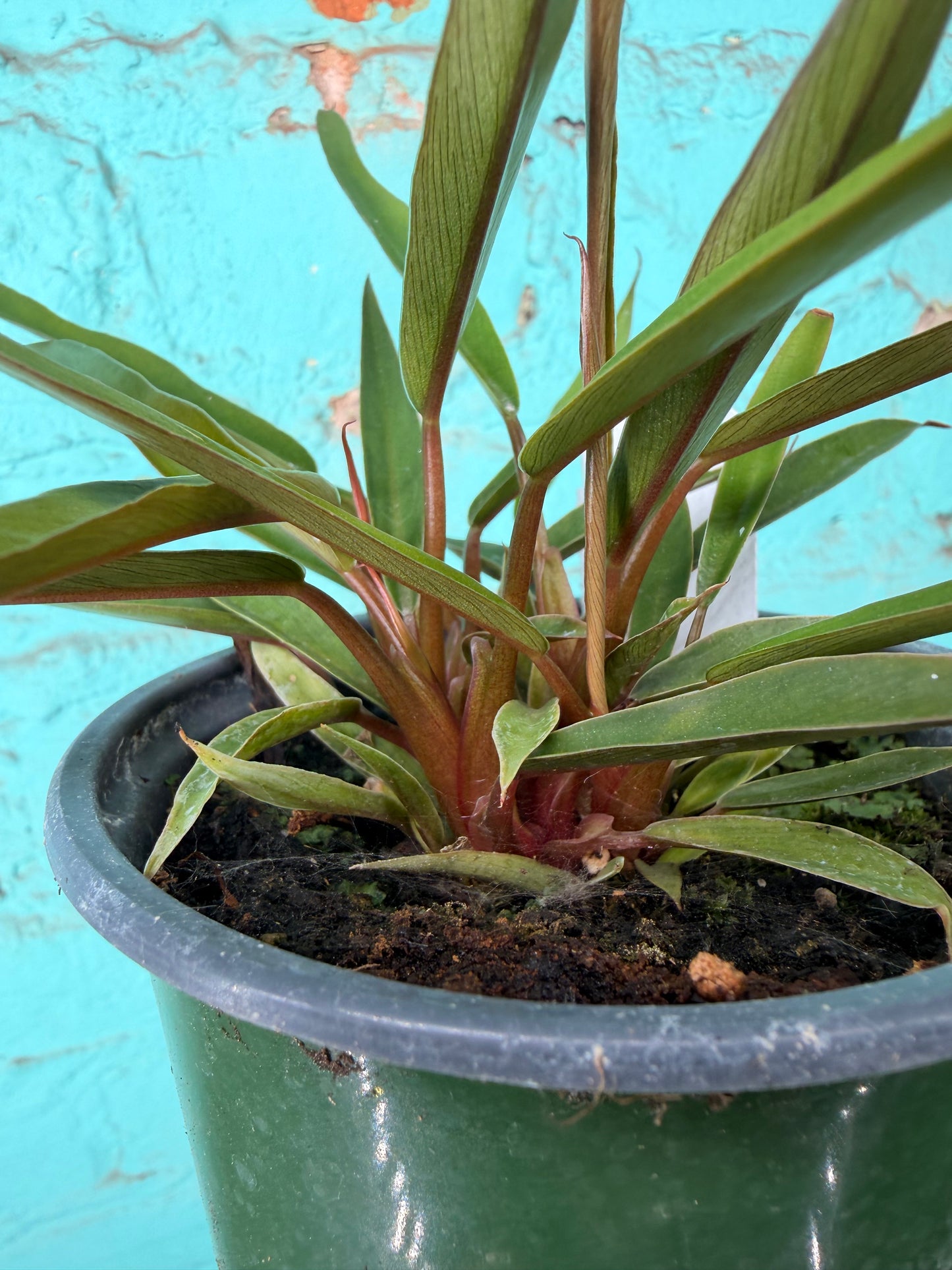 Philodendron Carmel Pluto  4”