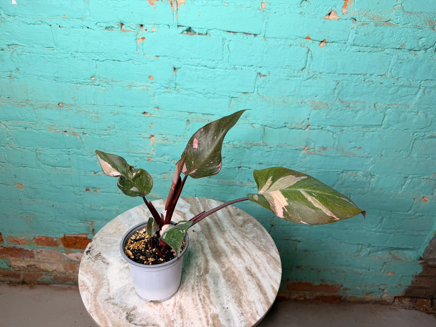 Philodendron Pink Strawberry Creame