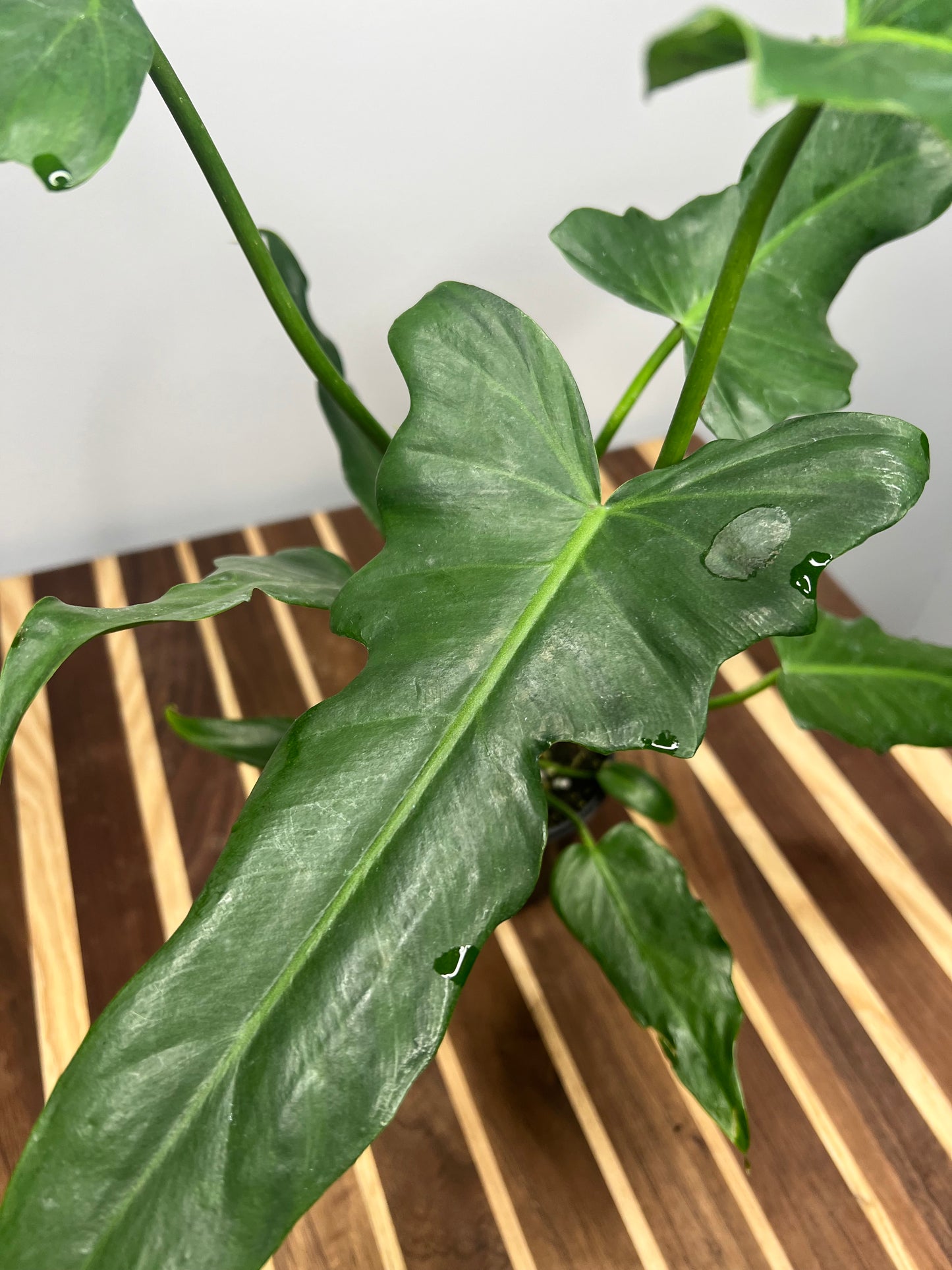 Philodendron Lime Fiddle