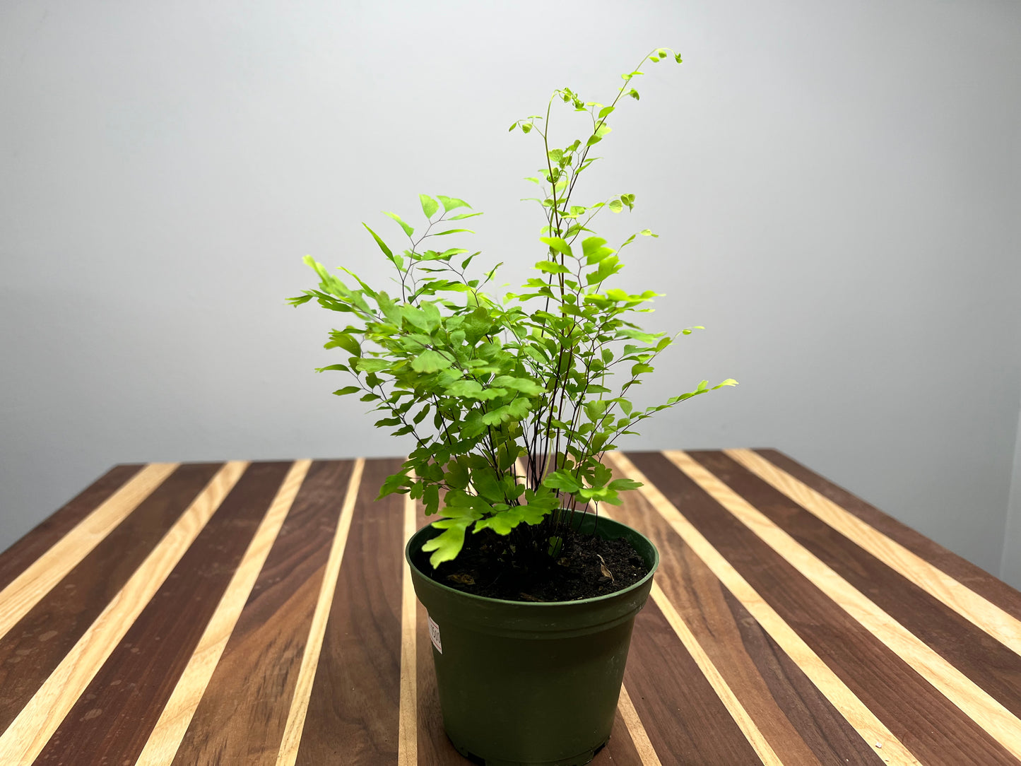 Maidenhair fern