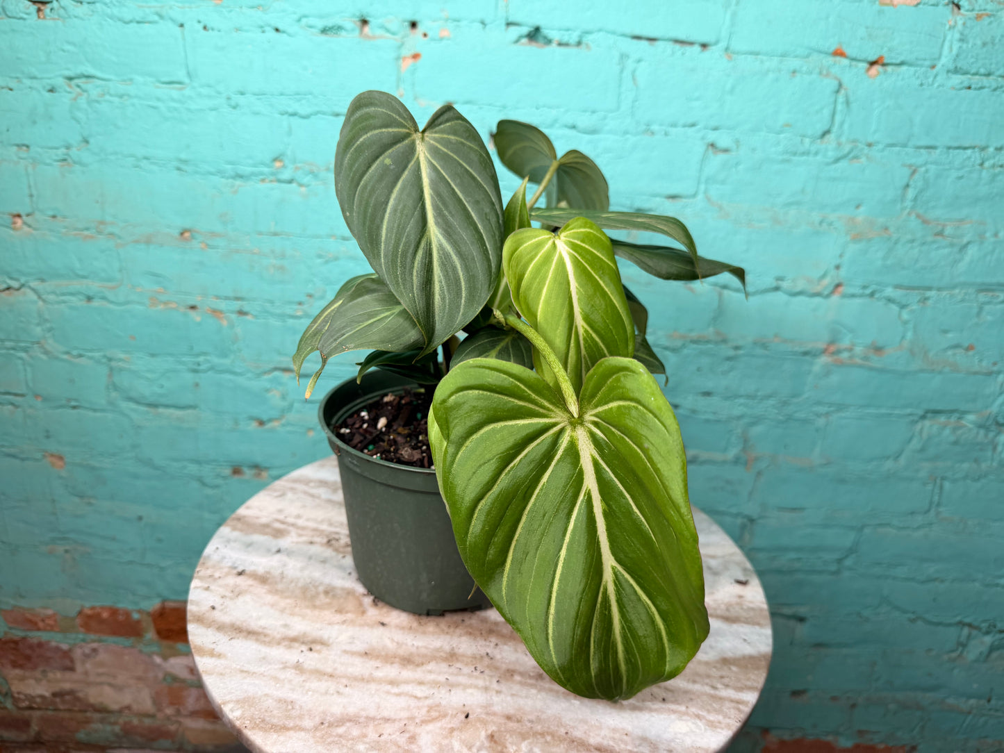 Philodendron Gloriosum 6”