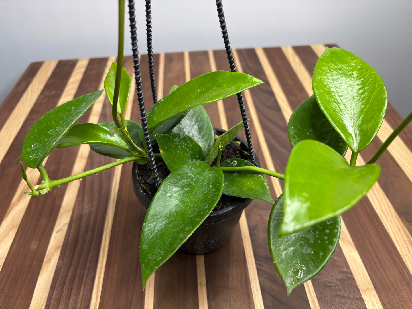 Hoya Benitotanii basket
