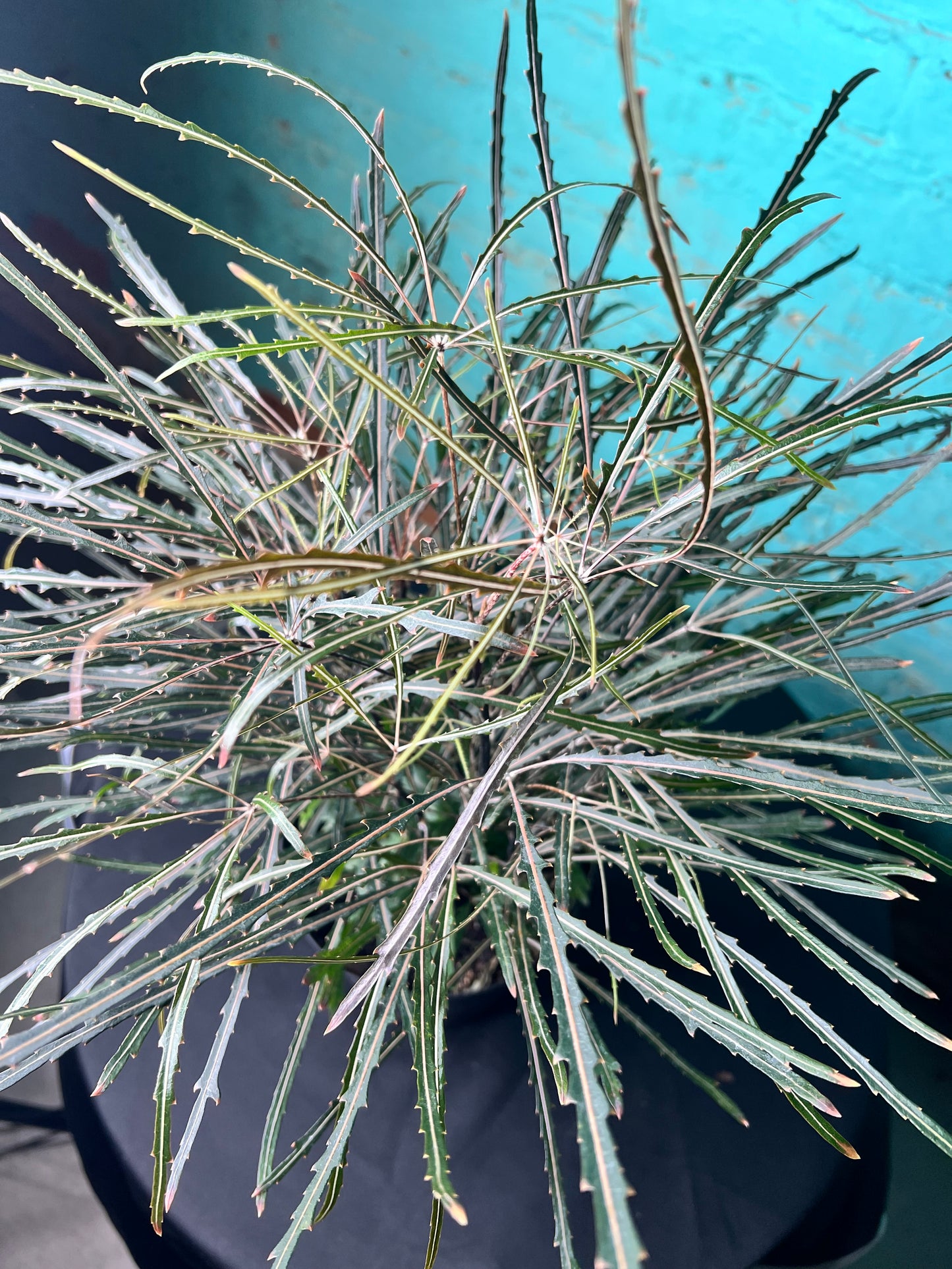 Aralia Elegantissima 6”