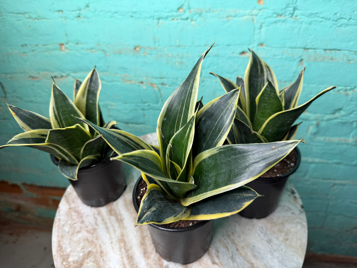 Sansevieria “Snake Plant” 4”