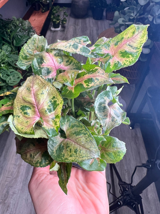 Syngonium pink pass
