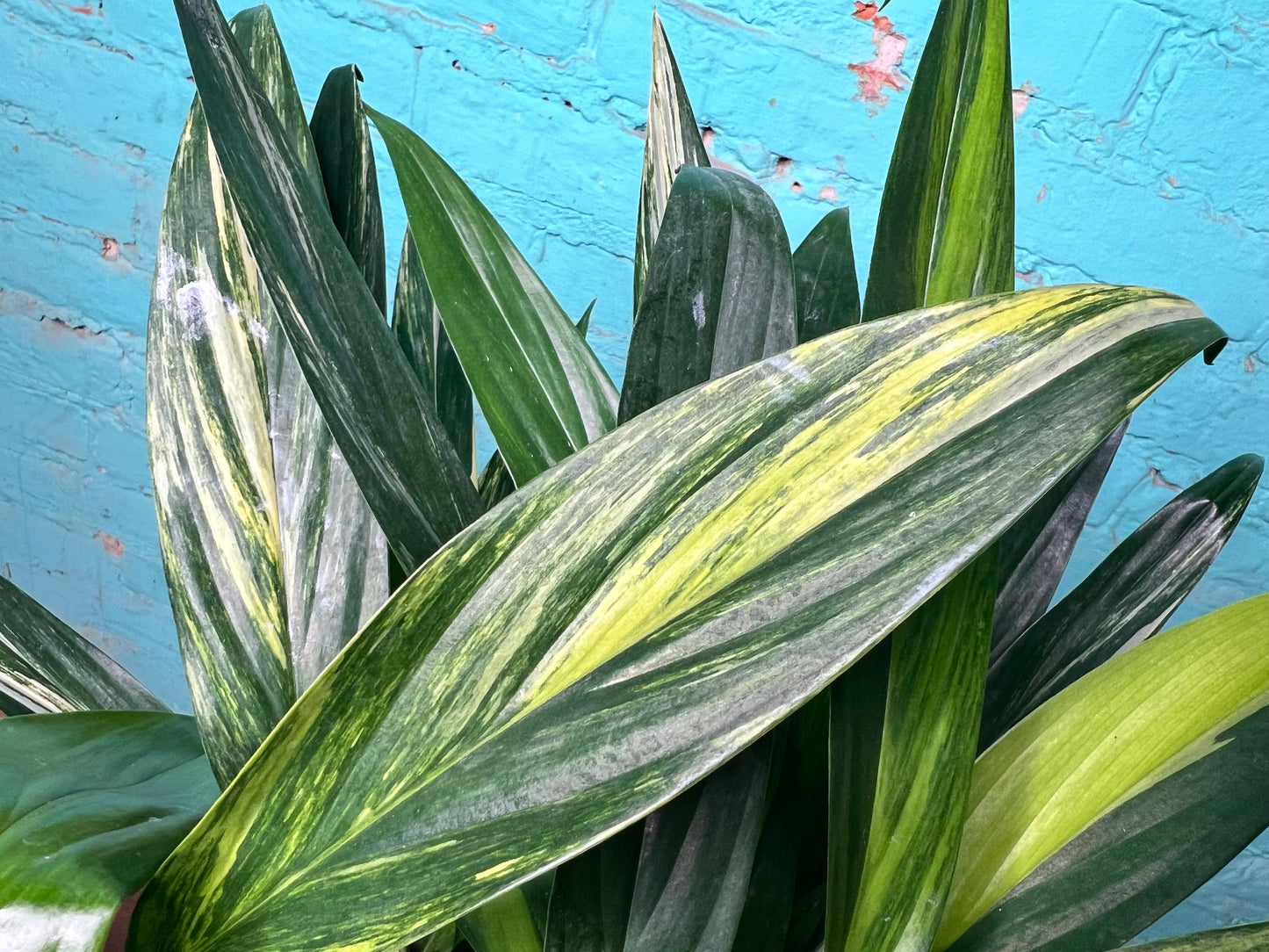 Epipremnum Amplissimum Variegated 6”