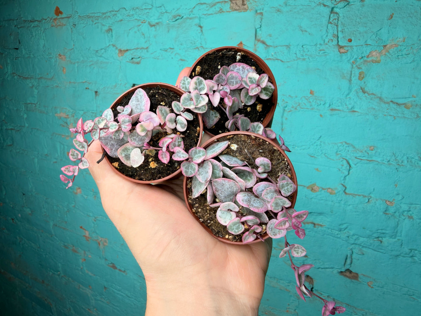Variegated String of Hearts