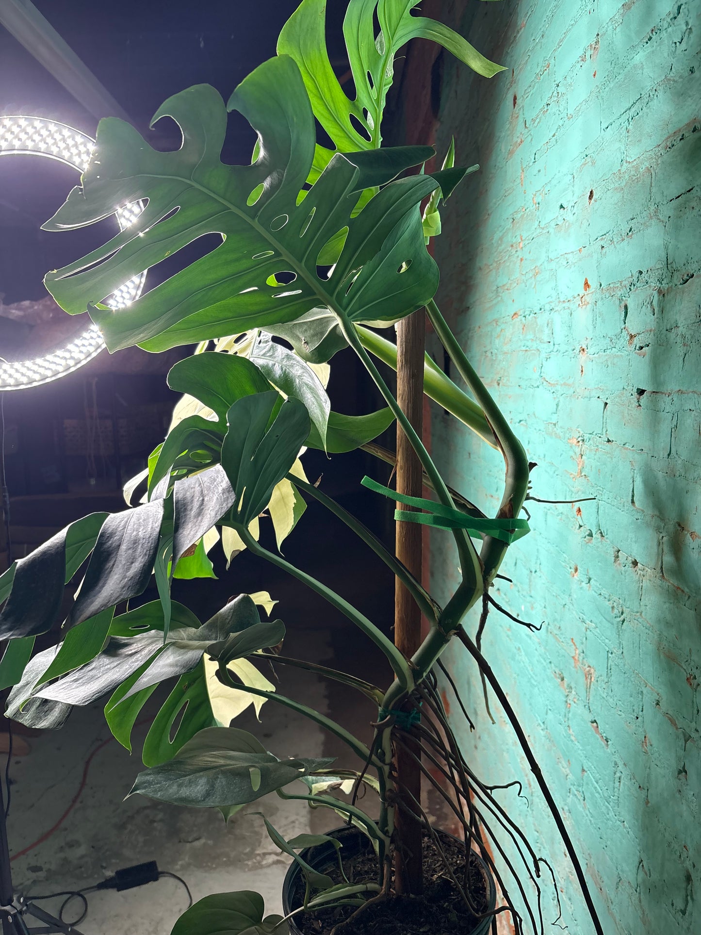 Monstera Deliciosa Albo 10” 4ft 8”