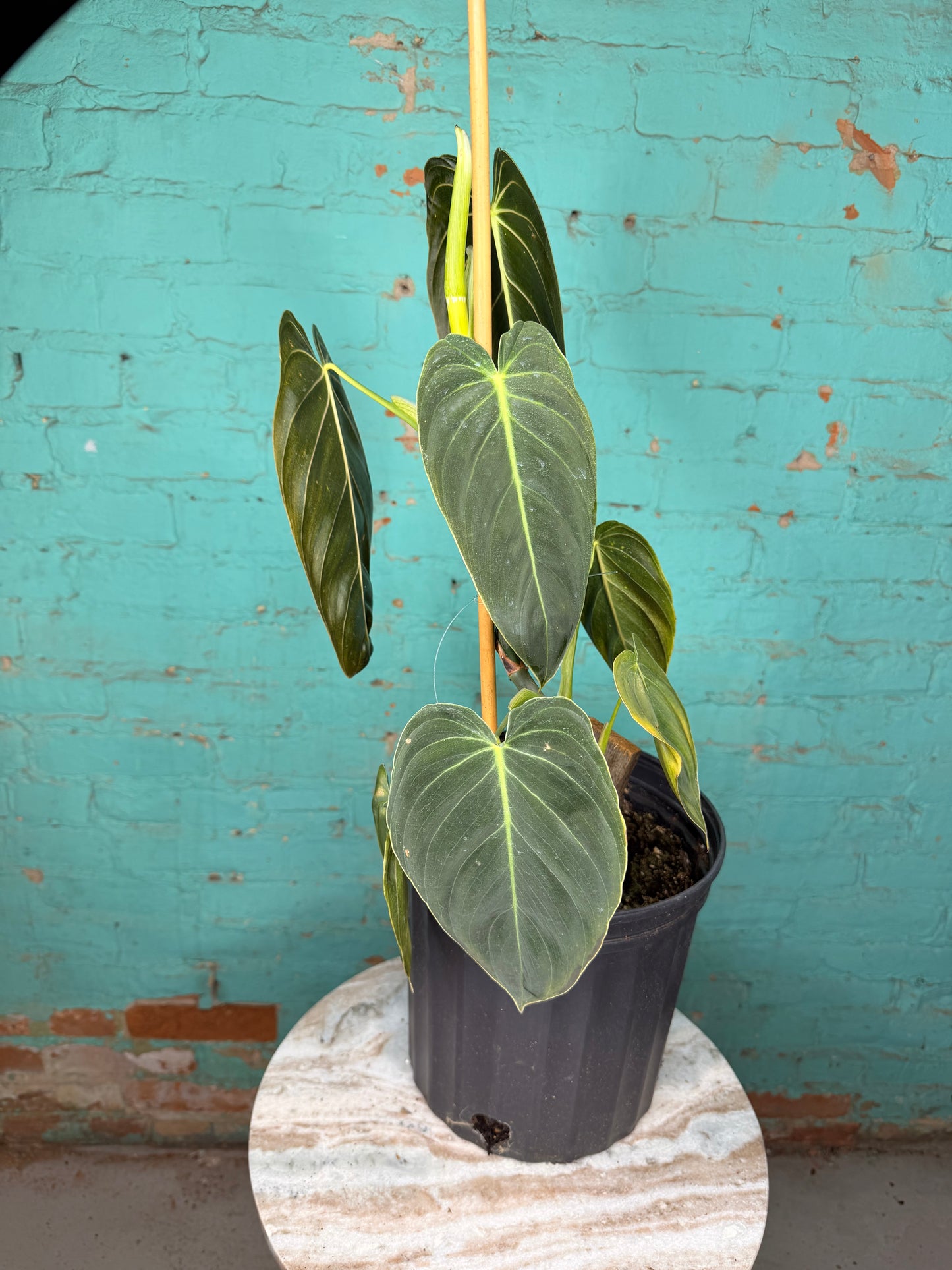 Philodendron Melanochrysum (Black and Gold)Trellis 10”