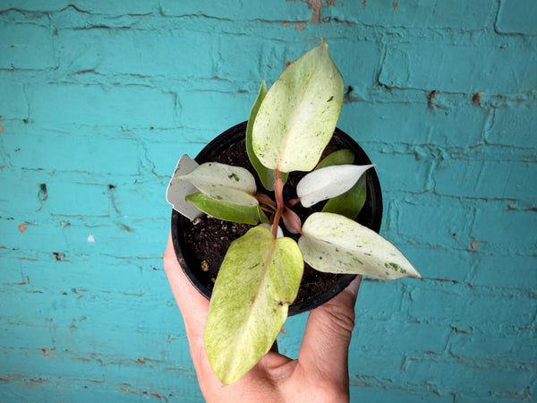 Philodendron Snow Drift 4”